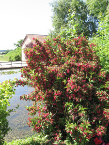 JARDINS DU DOMAINE DE LA CHAIZE