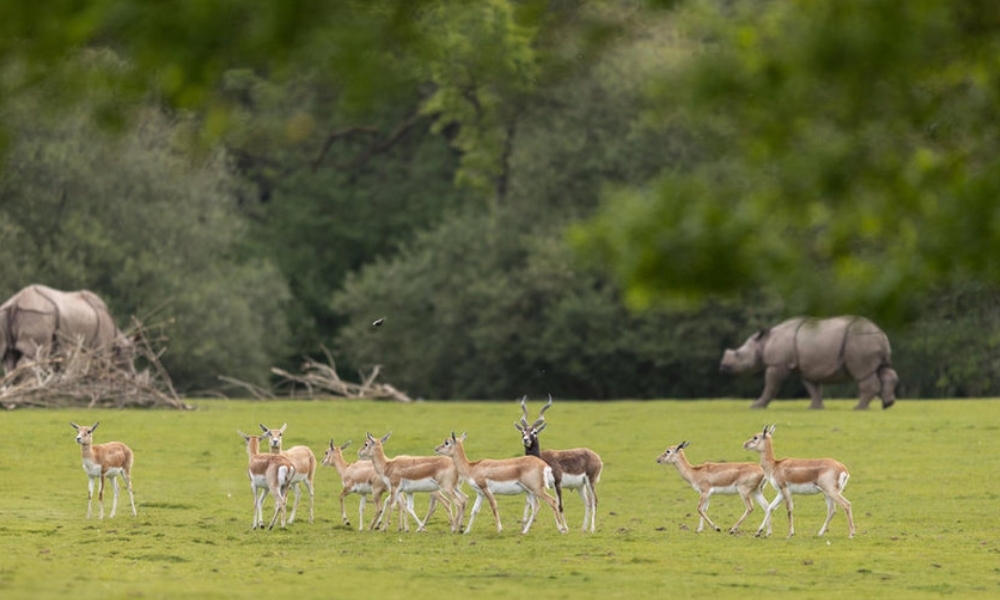 PARC ANIMALIER ET BOTANIQUE DE BRANFÉRÉ