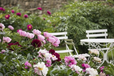 Conservatoire de la Pivoine