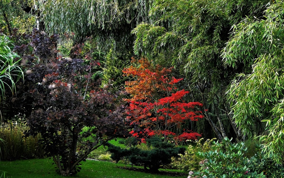 Jardin Aquatique Acorus