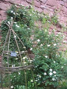 JARDIN MEDIEVAL DU CHÂTEAU DU HAUT-KOENIGSBOURG