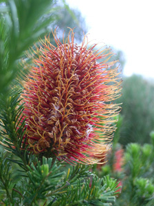 JARDIN EXOTIQUE ET BOTANIQUE DE ROSCOFF