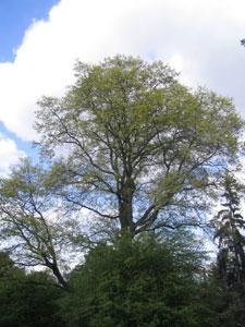 Arboretum de Verrières-le-Buisson Réserve naturelle Roger de Vilmorin