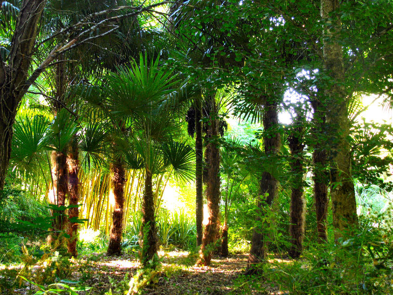 JARDIN LES BAMBOUS DE PLANBUISSON