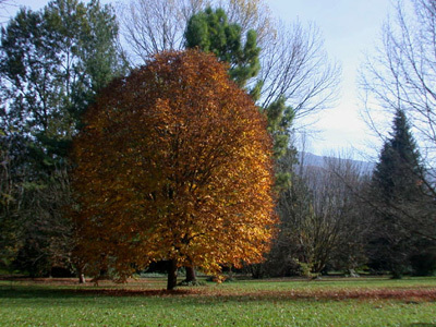 ARBORETUM ROBERT RUFFIER LANCHE