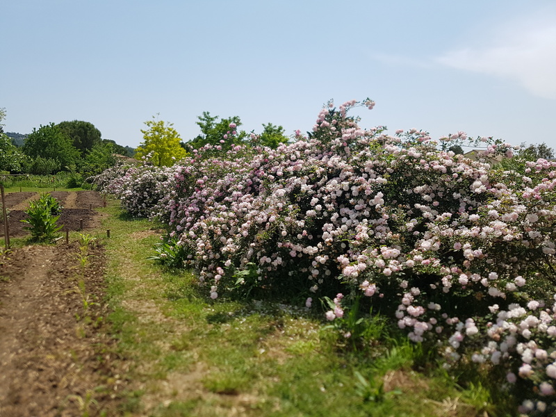 LES JARDINS DU MUSÉE INTERNATIONAL DE LA PARFUMERIE