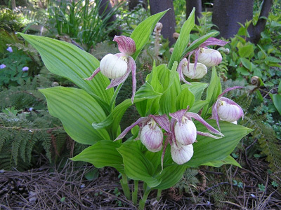 LE JARDIN DES ORCHIDÉES