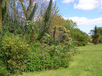 LES CORDYLINES