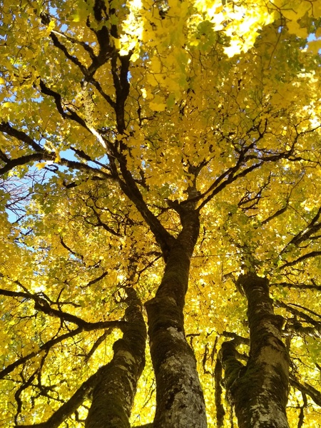 Jardin botanique alpin de la Jaÿsinia
