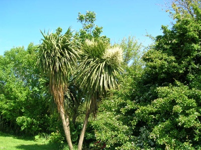 LES CORDYLINES