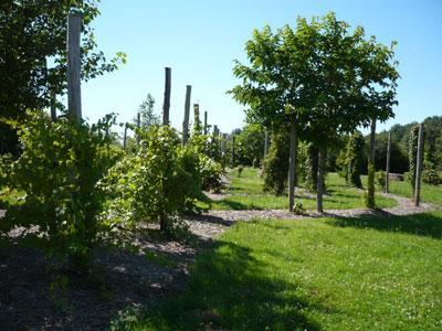 ARBORETUM DE LA PETITE LOITERIE