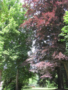 PARC DE LAPALISSE