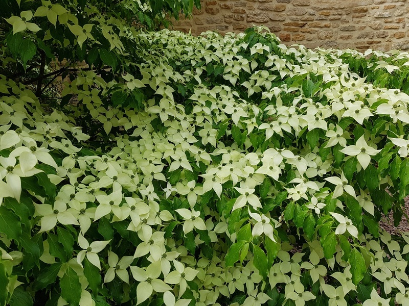 Jardin du Château de Corbelin