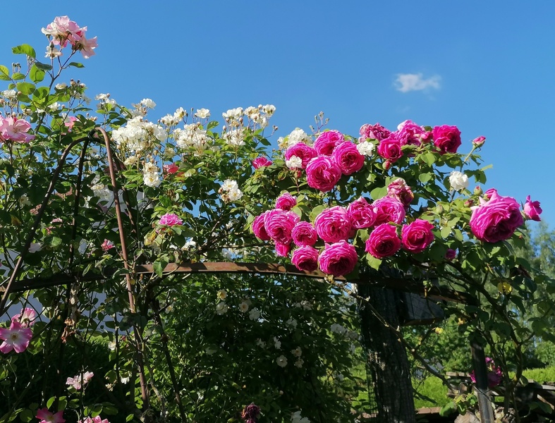 La Roseraie de Brigitte