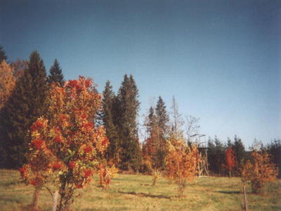 ARBORETUM DU LAVOT