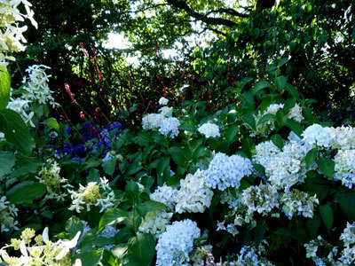 Le Jardin de Cassandra et sa Pépinière