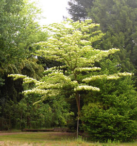 Arboretum Adeline