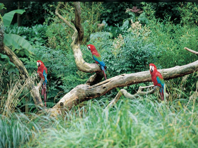 PARC ZOOLOGIQUE DE CHAMPRÉPUS