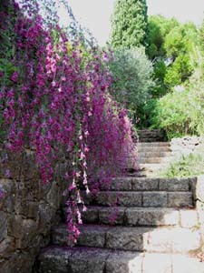 JARDIN DE LA CHÈVRE D'OR