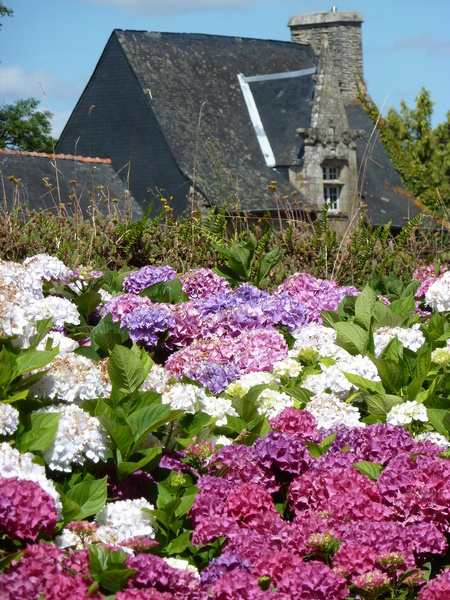 CIRCUIT DES HORTENSIAS