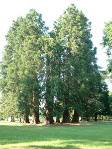 PARC DU CHÂTEAU DE LA BROSSE