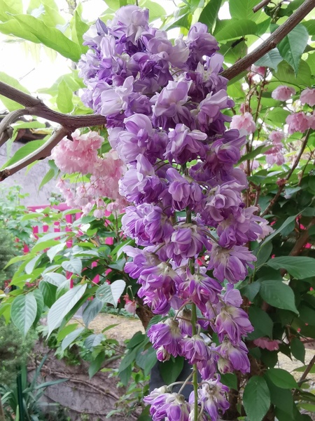 Jardin botanique de la Florendière