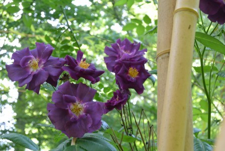 JARDIN DES DENTELLES