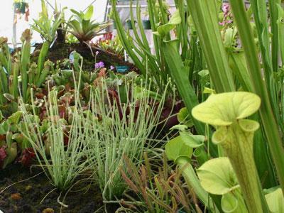 Plantes carnivores - Jardin Botanique Henri Gaussen