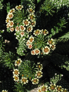 JARDIN EXOTIQUE DE MONACO