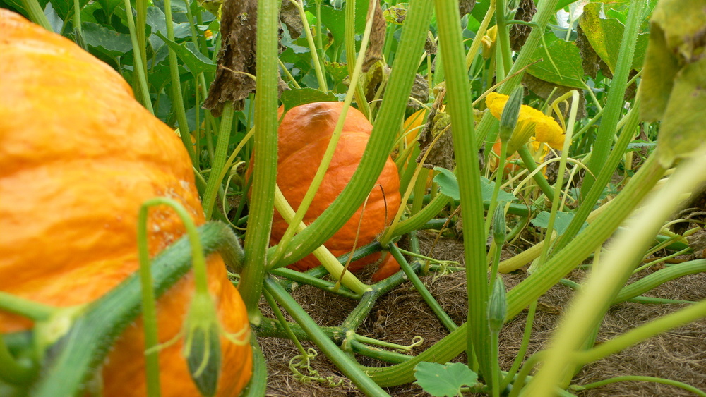 JARDIN POUR LA TERRE