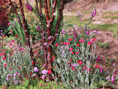 Le jardin botanique d'Alkinoos