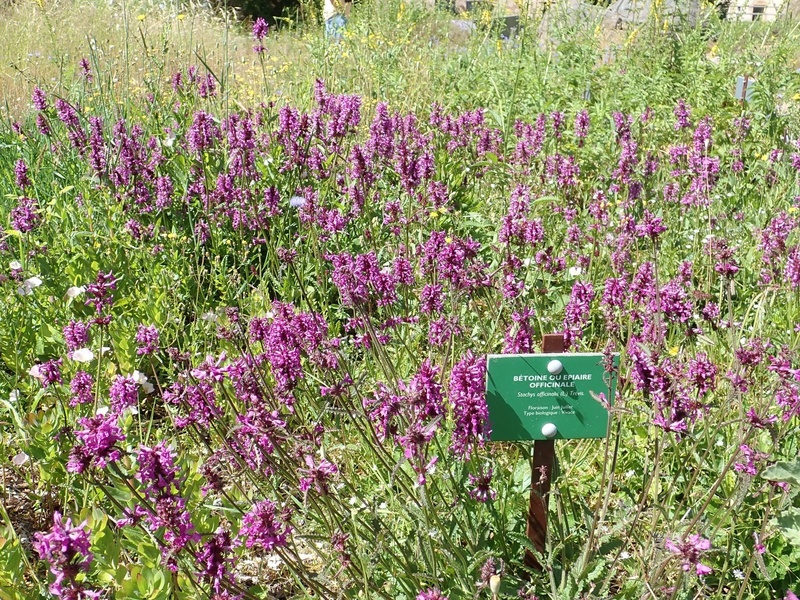 HERBULARIUM DE LA MAISON DU PARC