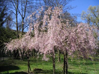 Parc du château de Monte-Cristo