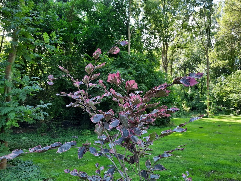 Le jardin au-delà de l'eau