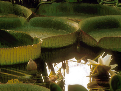 JARDIN BOTANIQUE JEAN-MARIE PELT