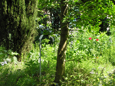 JARDIN BOTANIQUE DE SANNOIS DES PLANTES MÉDICINALES