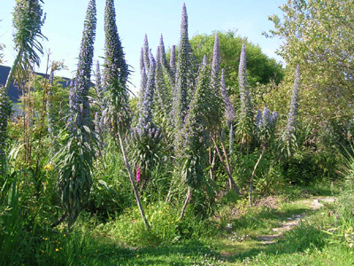 LES CORDYLINES