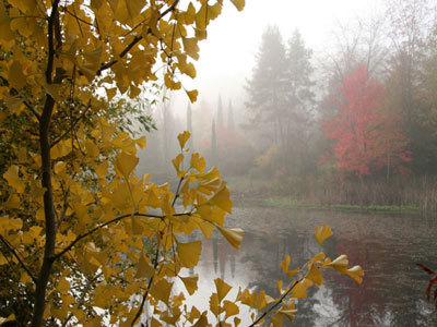 ARBORETUM DE LA MARTINIÈRE