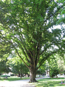 JARDIN DES PLANTES