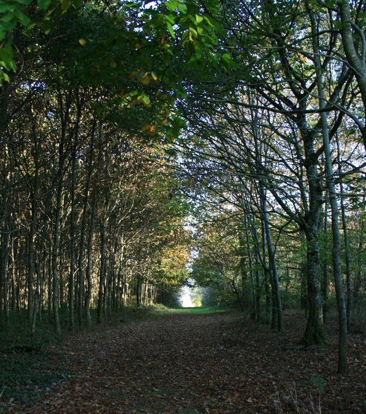 PARC ET JARDINS DU CHÂTEAU DE TOURNELAY