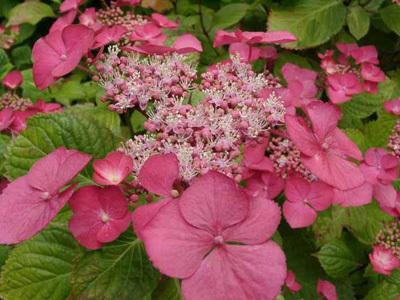 SHAMROCK COLLECTION NATIONALE D'HYDRANGEA (CCVS)