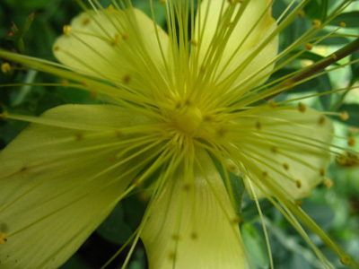 LE JARDIN DE MARIE