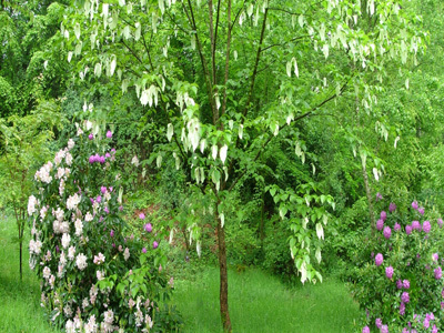 ARBORETUM DE LA SEDELLE