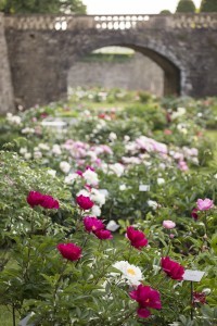 Conservatoire de la Pivoine