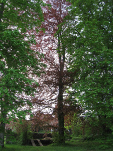 PARC DU CHÂTEAU DE LIGOURE