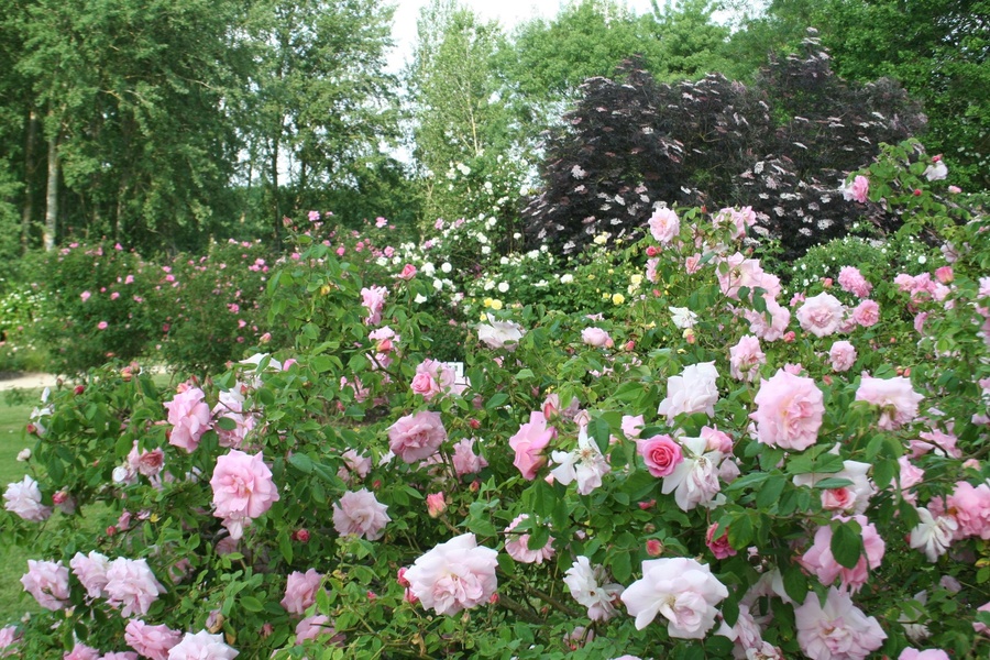 LES CHEMINS DE LA ROSE