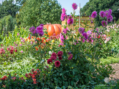 LE POTAGER EXTRAORDINAIRE