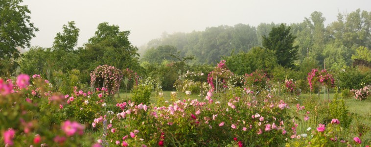 Roseraie des Pommiers