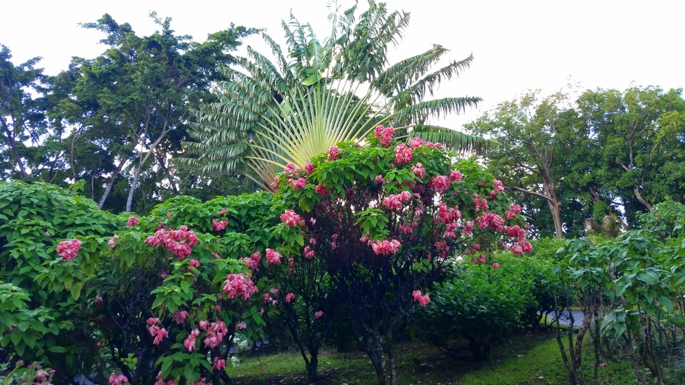 JARDIN BOTANIQUE DE DESHAIES