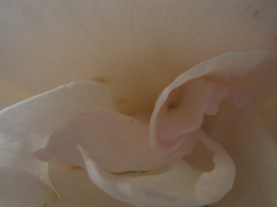 LE JARDIN DE MARIE